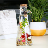 斗鱼缸创意水族箱斗鱼缸生态瓶办公室桌面微景观鱼缸斗鱼瓶生态缸