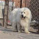 大白熊犬繁育基地店铺