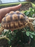 苏卡达 13cm宠物龟活体 陆龟活体 素食龟 水龟 观赏龟 吃菜龟
