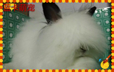 (凤眼猫猫兔)宠物兔活体由蓝卡萌宠兔舍繁殖 健康 活泼 亲人