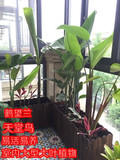 鹤望兰天堂鸟大型绿植盆栽植物花卉室内净化空气吸甲醛 包成活