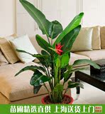 绿东天堂鸟望鹤兰室内大型盆栽植物办公客厅净化空气上海送货上门