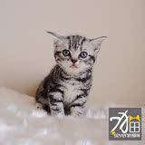 待售【seven的猫咪】CFA注册美短银虎斑银色标准斑MM母猫★绿宝