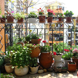 薰衣草花种子搭配组合 四季种易活室内阳台盆栽简单花卉易种