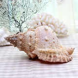 天然海螺贝壳 天然大蛙螺 天然家庭摆饰品 家居装饰海洋风摆件