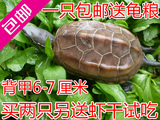 大小乌龟活体 中华草龟冷水龟陆金线墨龟一只6-7厘米包邮