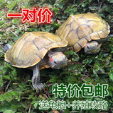 7-12cm活体宠物龟巴西彩龟红耳龟观赏乌龟黄金招财龟一对全品包邮