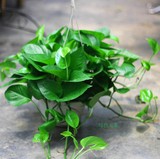 成都植物销售 吸甲醛植物 绿航绿萝  绿色盆栽新房吸甲醛