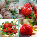 新品种 盆栽草莓苗 本地特产 四季奶油草莓苗
