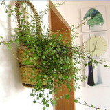 天天花卉 净化空气 吸收甲醛 千叶吊兰 盆栽  新房的绿色清新剂