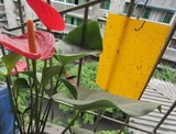 厂家直销 阳台种菜 养花 黄色粘虫板 杀虫板 诱虫板