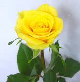 黄玫瑰花苗-黄色玫瑰花系列-黄金时代-2年苗当年开花