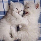两只包邮 金吉拉 长毛猫 宠物猫 可爱 幼猫 支付宝 四钻