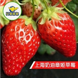 现货 新鲜草莓有机水果章姬奶油草莓86元/箱上海外环内包邮