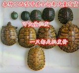 2-11CM黄金大小巴西龟彩龟乌龟活体宠物龟苗水龟招财红黄耳批发