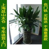 绿色也门铁盆栽室内大型植物盆景办公室中型绿植花卉吸甲醛上海
