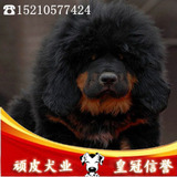 北京专业繁殖名犬藏獒 宠物狗狗藏獒幼犬 纯种健康的藏獒 实拍