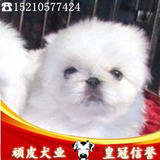 皇冠店出售纯种京巴幼犬 纯白色京巴狗狗 保健康 宠物名犬