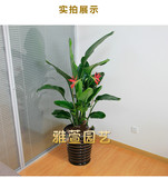 天堂鸟鹤望兰盆栽型客厅大型植物办公室绿化室内花卉绿植