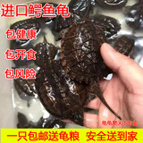 活体小鳄龟苗 宠物龟观赏龟大鳄龟 小鳄龟全品健康乌龟5-11cm包邮