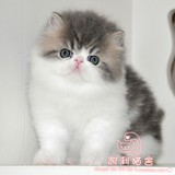 【凯利猫】CFA注册异国短毛猫 纯种加菲猫宠物 蓝白异国长毛弟弟