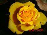 云南昆明斗南玫瑰月季花《金香玉》黄色玫瑰花包成活包颜色带土发
