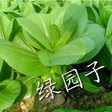 油菜 上海青 清江白菜 青菜蔬菜种子阳台种菜 盆栽易种满18元包邮