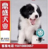 北京出售纯种边牧幼犬七白/边境牧羊犬/活体宠物狗狗/货到付款S1