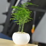 【天天特价】花卉小盆栽文竹室内办公桌面迷你植物水培土培绿植