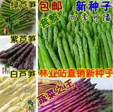 【进口芦笋种子】白芦笋 紫芦笋种子 世界十大名菜之一 蔬菜之王