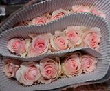 家庭办公室婚礼插花 粉佳人玫瑰生日礼物预定 北京鲜花批发速递