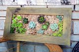 家居相框创意多肉礼品做旧装饰画框植物墙壁挂植物组合盆栽礼物