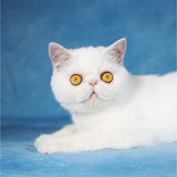 加菲猫 纯种短毛加菲猫 幼猫 宠物加菲猫活体 幼崽 支持花呗