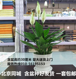 北京一套包邮白掌一帆风顺吸除甲醛桌面客厅摆放盆栽花卉绿植水培