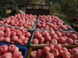 正宗阿克苏冰糖心12mm优质特级红富士苹果 我们只卖优质的！