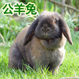公羊兔 幼兔 活体小兔子成长系巨兔肉兔苗宠物兔家兔 萌兔兔苗