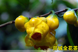 广西防城普通种金花茶树苗 茶族皇后植物界的熊猫 金花茶