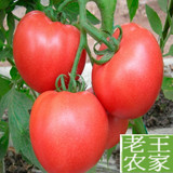 老王农家自种有机新鲜蔬菜西红柿番茄农产品江浙沪皖满5斤包邮