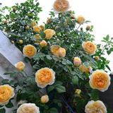溪园月季玫瑰花苗盆栽 欢笑格鲁吉亚 奥斯汀 藤本 强健 欧月