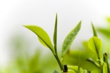绿茶精油 油溶性 茶叶精油 祛痘控油 2ml