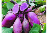新鲜紫薯山芋地瓜甘薯 黑薯有机纯天然 比红薯营养