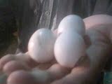 小型鸡元宝鸡种蛋受精蛋