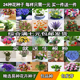 花种子庭院室内阳台盆栽易活花卉种子四季播买一送一杭州发货包邮
