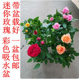 玫瑰花盆栽迷你玫瑰盆栽花卉月季玫瑰花苗带盆包邮办公室内植物