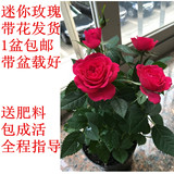 办公室内桌面迷你玫瑰花苗盆栽钻石玫瑰月季带盆包邮带花发货