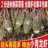 新鲜小青龙虾仔 鲜活冷冻花龙虾 媲美澳洲大青龙虾 海鲜水产批发