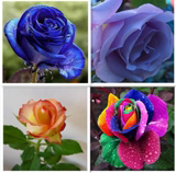 秒杀 月季玫瑰当年开花 盆栽花卉 蓝玫瑰花苗 四季播阳台易种植物
