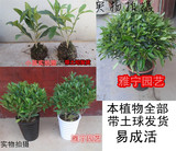 实拍居家高档盆栽花卉 非洲茉莉 绿色植物 四季常青 大型室内盆栽