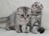 纯种猫 宠物猫咪活体宝宝 家养宠物猫 苏格兰折耳猫 英国短毛猫