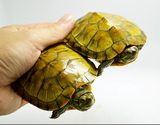 大黄金巴西龟彩龟乌龟活体宠物龟水陆龟招财龟3-12厘米保证全品